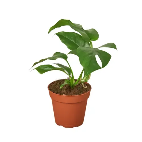 Junai.nl Monstera deliciosa | 7 cm pot | 25 cm hoog