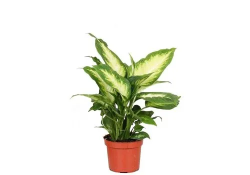 Junai.nl Dieffenbachia Camilla | 8 cm pot | 20 cm hoog