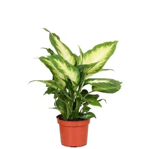 Junai.nl Dieffenbachia Camilla | 8 cm pot | 20 cm hoog