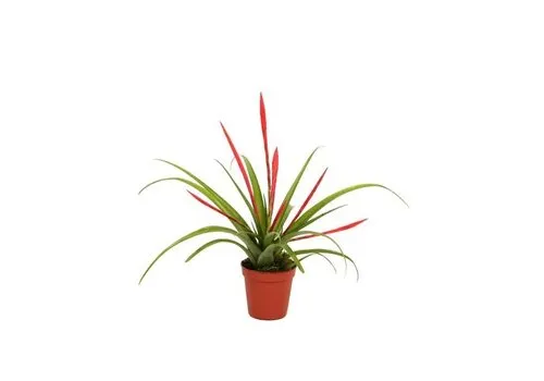 Junai.nl Tillandsia flabellata | 9 cm pot | 15 cm hoog