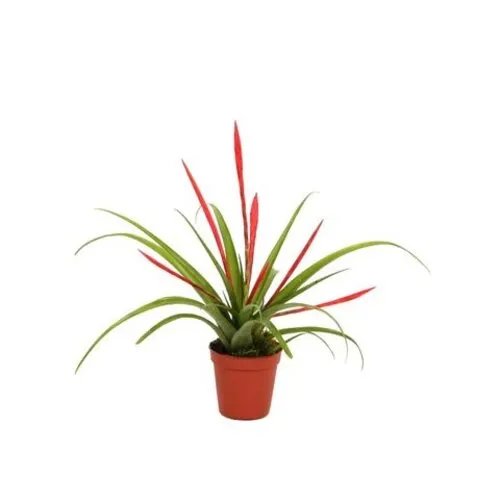 Junai.nl Tillandsia flabellata | 9 cm pot | 15 cm hoog