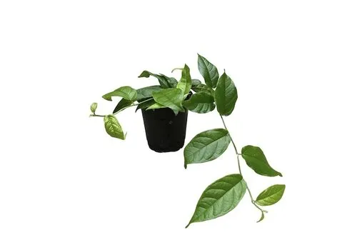Junai.nl Ficus sagittata | 12 cm pot