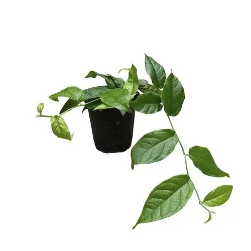 Junai.nl Ficus sagittata | 12 cm pot
