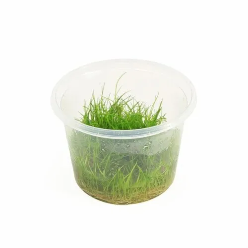Moerings Eleocharis Minima | In vitro cup
