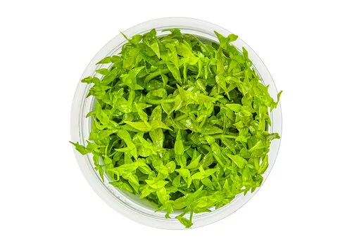 Easy Grow Gratiola viscidula | Kleverig zeggekruid | in vitro cup