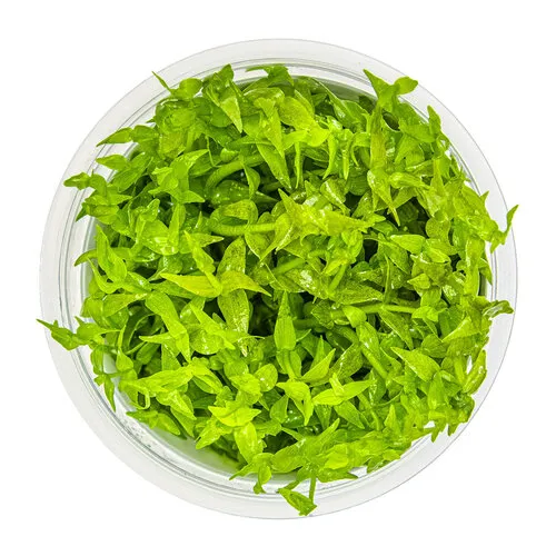 Easy Grow Gratiola viscidula | Kleverig zeggekruid | in vitro cup
