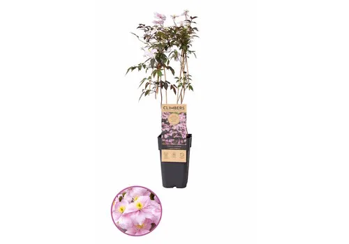 Junai.nl Clematis montana | 50 cm hoog | 12 cm pot | 'Fragrant Spring'
