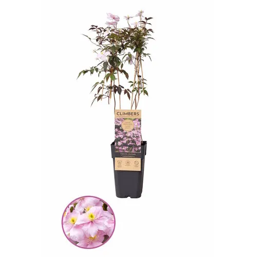 Junavera Clematis montana | 50 cm hoog | 12 cm pot | 'Fragrant Spring'