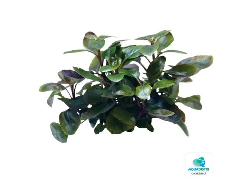 Aquafleur Lobelia Cardinalis Dwarf | In vitro cup