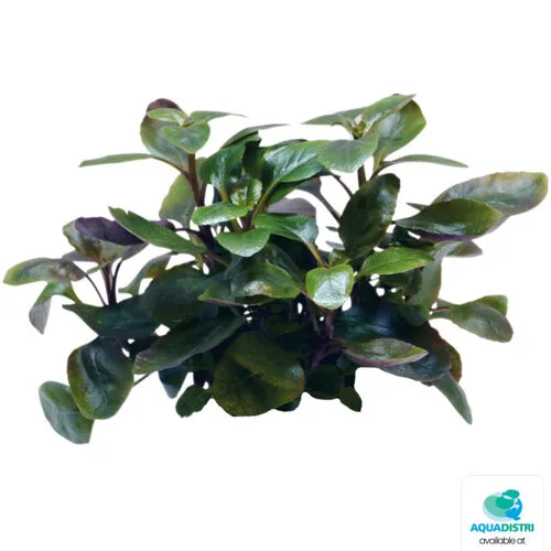 Aquafleur Lobelia Cardinalis Dwarf | In vitro cup