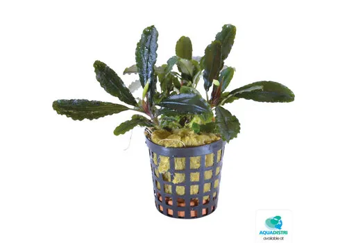 Aquafleur Bucephalandra Lamandau | In vitro cup
