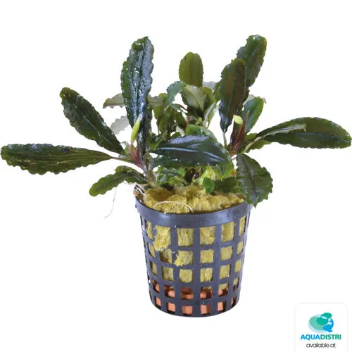 Aquafleur Bucephalandra Lamandau | In vitro cup