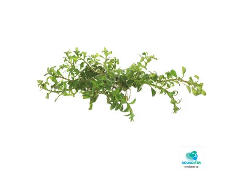 Easy Grow Ludwigia Inclinata Cuba | In vitro cup