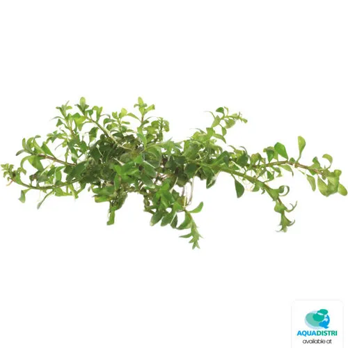 Easy Grow Ludwigia Inclinata Cuba | In vitro cup