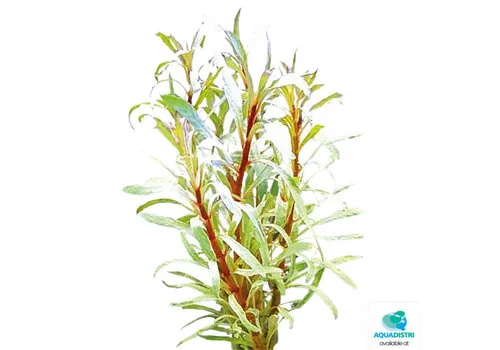 Easy Grow Ludwigia Sp White | In vitro cup