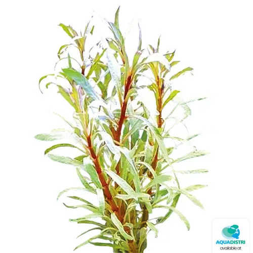Easy Grow Ludwigia Sp White | In vitro cup