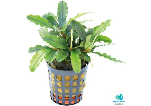 Easy Grow Bucephalandra Theia Green | In vitro cup