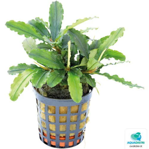 Easy Grow Bucephalandra Theia Green | In vitro cup