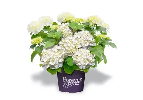 Junai.nl Witte hortensia | Hydrangea ‘Annabelle’ | 40 cm hoog | 13 cm pot