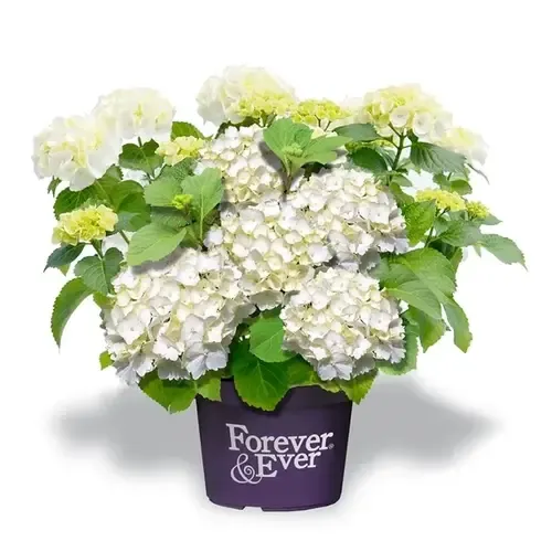 Junai.nl Witte hortensia | Hydrangea ‘Annabelle’ | 40 cm hoog | 13 cm pot