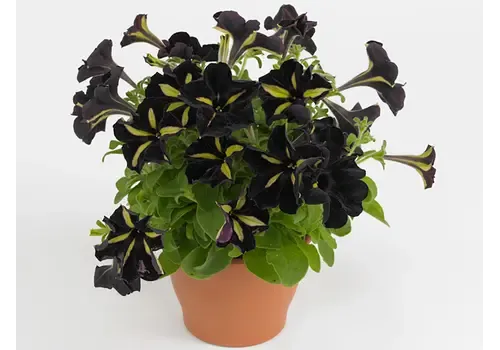 Junai.nl Petunia ‘Mystical Phantom’ | 10 cm pot | ca. 15 cm hoog