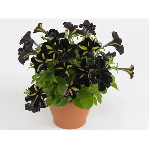Junai.nl Petunia ‘Mystical Phantom’ | 10 cm pot | ca. 15 cm hoog