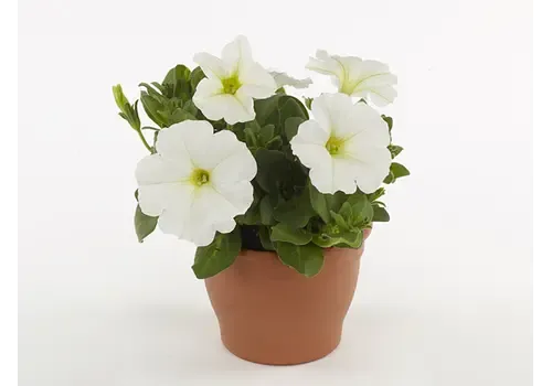 Junai.nl Petunia White Ray | 10 cm pot | 15 cm hoog