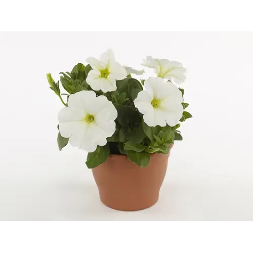 Junai.nl Petunia White Ray | 10 cm pot | 15 cm hoog