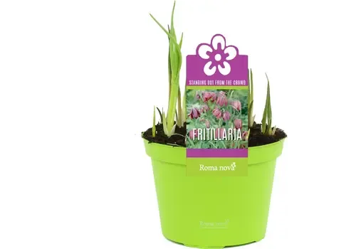 Junai.nl Fritillaria meleagris | Kievitsbloem | 7 bollen per pot | 10 cm pot | ca. 10 cm hoog