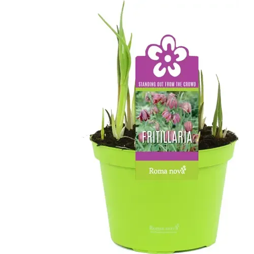 Junai.nl Fritillaria meleagris | Kievitsbloem | 7 bollen per pot | 10 cm pot | ca. 10 cm hoog