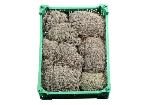 Junai.nl Zilvermos | plastic krat | ca. 1 kilo