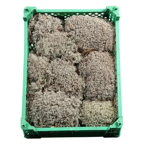 Junavera Zilvermos | plastic krat | ca. 1 kilo