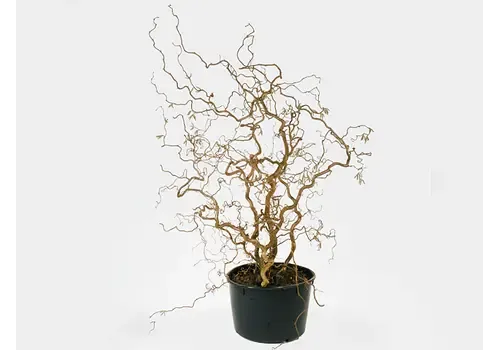 Junai.nl Hazelnoot | Corylus avellana 'Contorta' | Kronkelhazelaar | 75 cm hoog | 23 cm pot