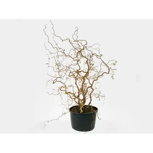 Junai.nl Hazelnoot | Corylus avellana 'Contorta' | Kronkelhazelaar | 75 cm hoog | 23 cm pot