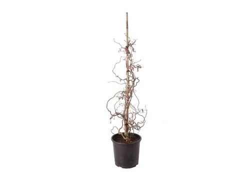 Junai.nl Hazelnoot | Corylus avellana 'Red Majestic' | Rode krulhazelaar 23 cm pot | 100 cm hoog