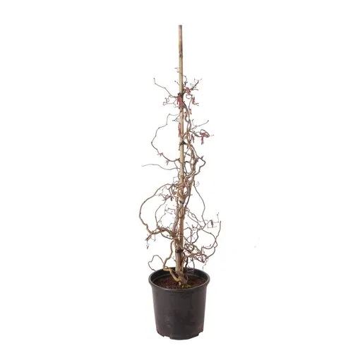 Junai.nl Hazelnoot | Corylus avellana 'Red Majestic' | Rode krulhazelaar 23 cm pot | 100 cm hoog
