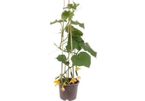 Junavera Snack / Mini Komkommerplant | Pot 15 cm | 50 cm hoog