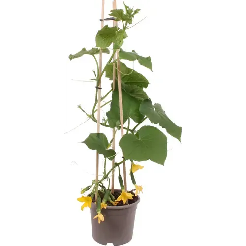 Junai.nl Snack / Mini Komkommerplant | Pot 15 cm | 50 cm hoog