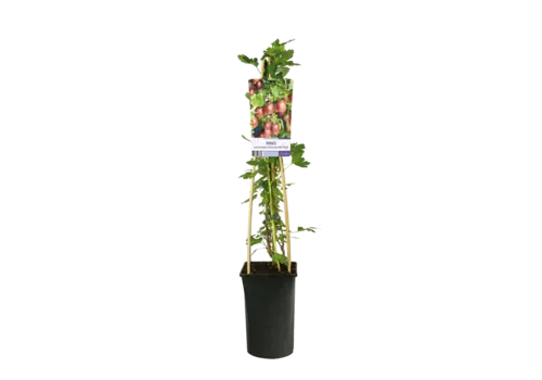 Junai.nl Ribes Hinnonmaki Rod | Kruisbes | 50 cm hoog | 12 cm pot