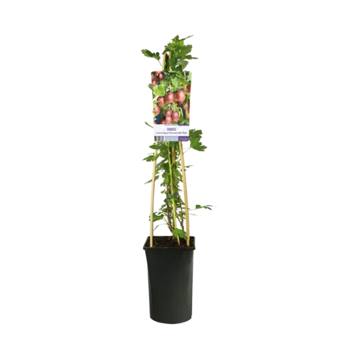 Junai.nl Ribes Hinnonmaki Rod | Kruisbes | 50 cm hoog | 12 cm pot