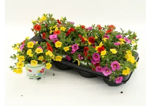 Junai.nl Calibrachoa TRICOLOR | 12 cm pot | 15 cm hoog | per stuk