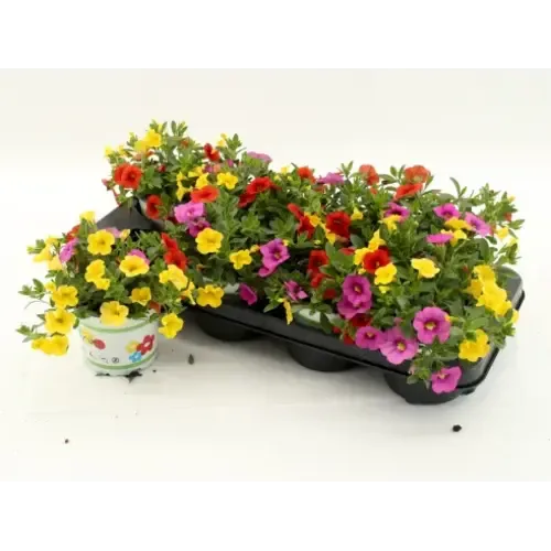 Junai.nl Calibrachoa TRICOLOR | 12 cm pot | 15 cm hoog | per stuk
