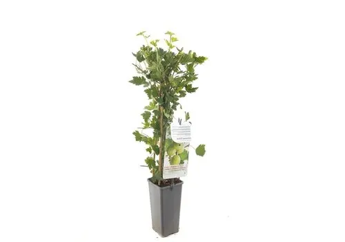 Junai.nl Witte kruisbes | 50 cm hoog | 12 cm pot