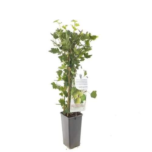 Junai.nl Witte kruisbes | 50 cm hoog | 12 cm pot