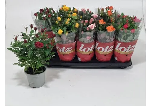 Junai.nl Rosa Lotz | gemengde rozensoort | 20–30 cm hoog | 12 cm pot | per stuk