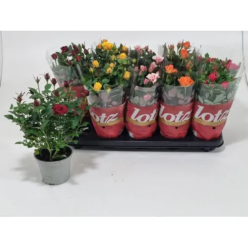Junai.nl Rosa Lotz | gemengde rozensoort | 20–30 cm hoog | 12 cm pot | per stuk