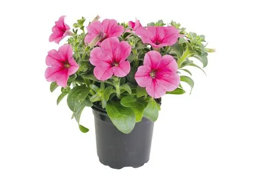 Junai.nl Petunia Altun Rose | 12 cm pot | ca. 15 cm hoog