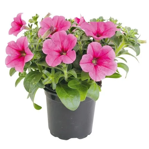 Junai.nl Petunia Altun Rose | 12 cm pot | ca. 15 cm hoog