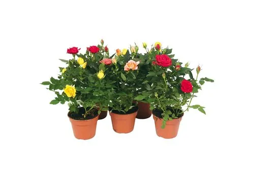 Junai.nl Dwergroos Rosa Kordana Grande | mix kleuren | 6 cm pot | ca. 12 cm hoog | per stuk