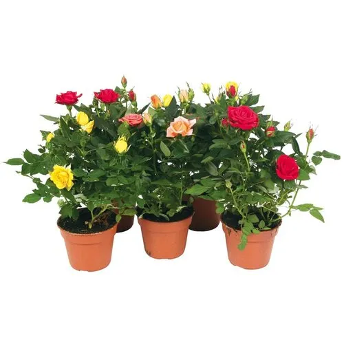 Junai.nl Dwergroos Rosa Kordana Grande | mix kleuren | 6 cm pot | ca. 12 cm hoog | per stuk
